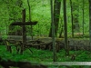 Puszcza Białowieska ostatni pierwotny las Europy