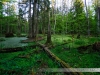 Puszcza Białowieska ostatni pierwotny las Europy